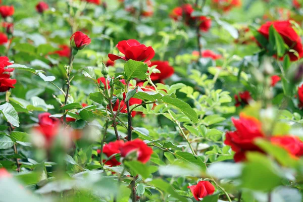 Сад с красными розами весна — стоковое фото
