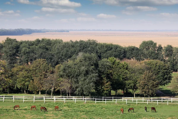 Horses on farm farmland landscape — Stock Photo, Image