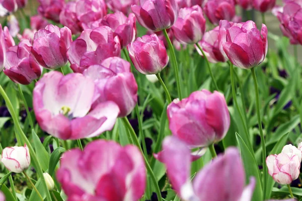 tulip flowers garden spring season