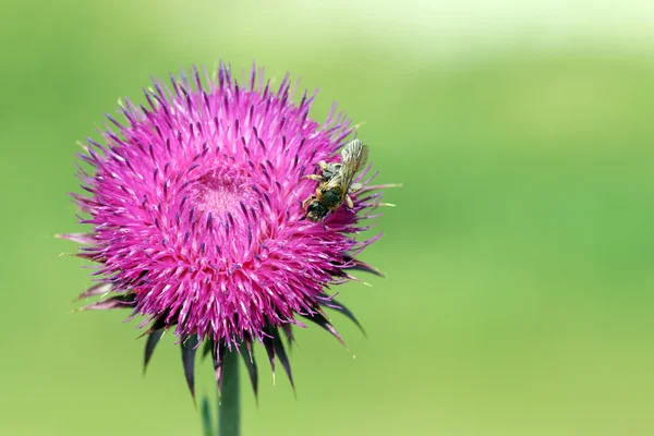 Bee op wild flower lente — Stockfoto