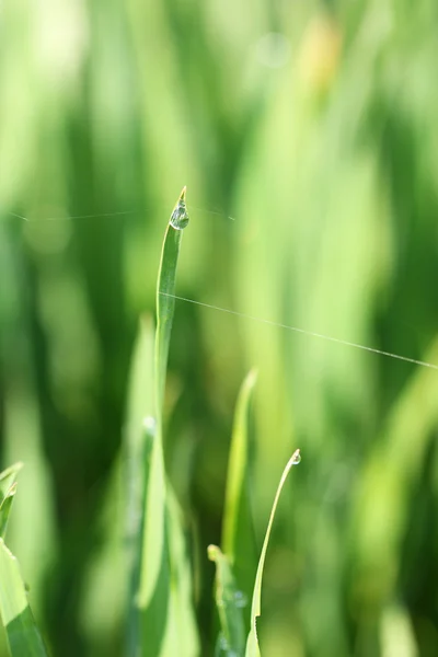 Trigo verde com gotas de orvalho — Fotografia de Stock