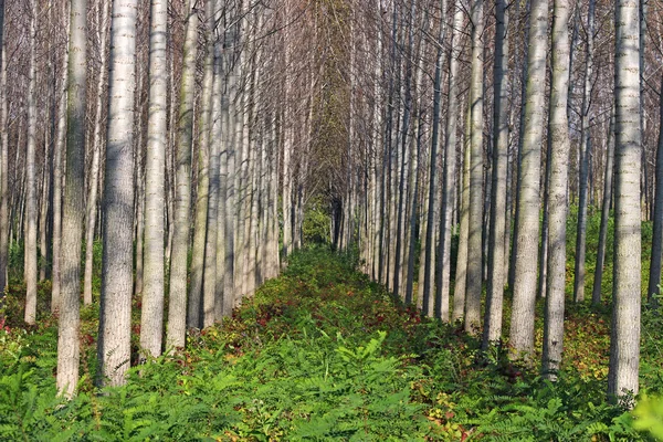 Bos bomen en bladeren — Stockfoto