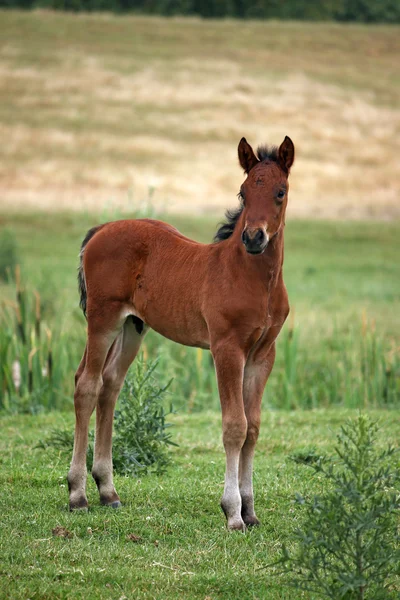 Potro de cavalo marrom no campo — Fotografia de Stock