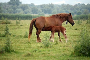 Emzirme alanında tayı