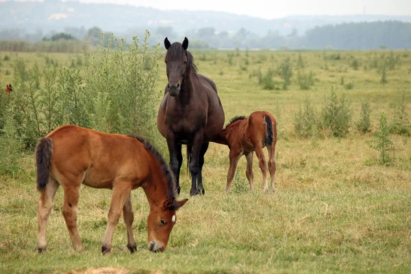 Yegua con potros en el pasto — Foto de Stock