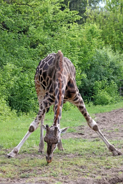 Giraffen beweiden afrikanische Tierwelt — Stockfoto