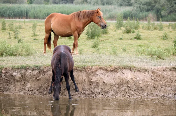 Thirsty horses at the watering place — Stock Photo, Image