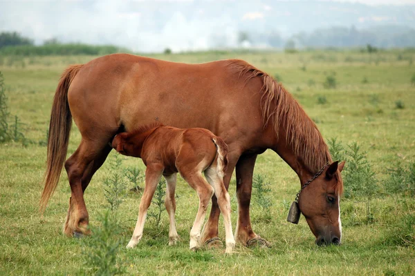 Puledro bruno che allatta nel campo — Foto Stock