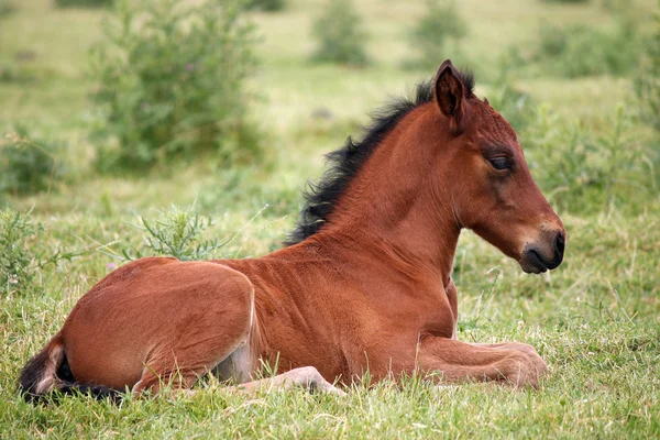 Carino puledro marrone sdraiato sull'erba — Foto Stock