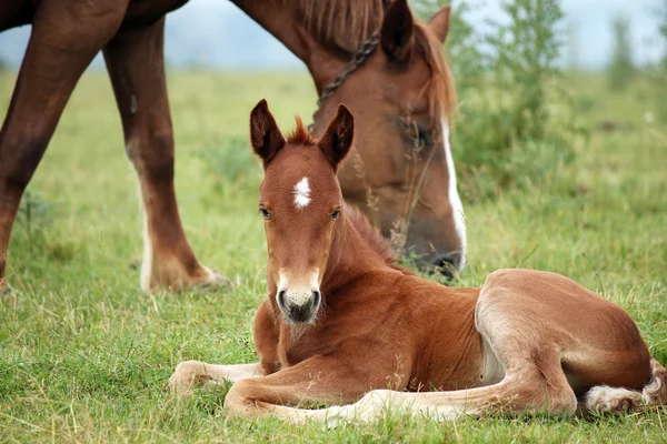 Puledro e cavallo al pascolo — Foto Stock