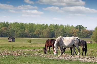 Mera ülke manzara ata