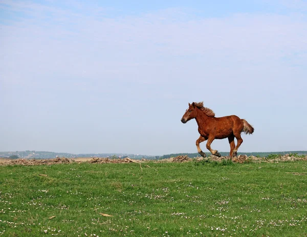 Brun häst körs på fältet — Stockfoto