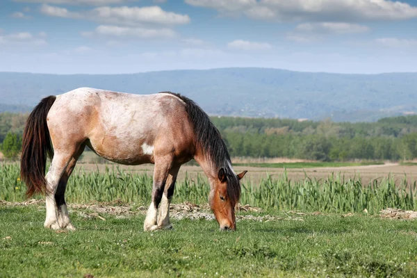 Cavalo na agricultura de pasto — Fotografia de Stock