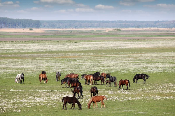 Коні на пасовищі сільський пейзаж — стокове фото