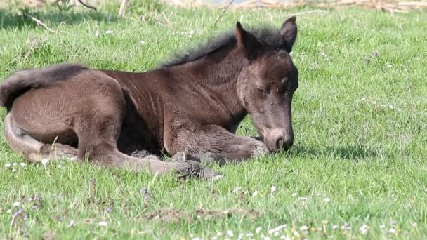 草の上に横たわる眠そうな馬 — ストック動画