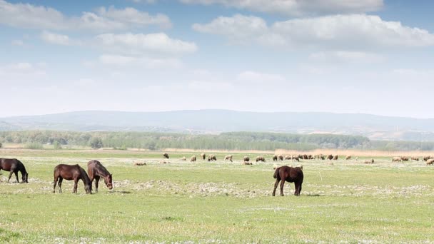 Caballos y ovejas en los pastos — Vídeo de stock