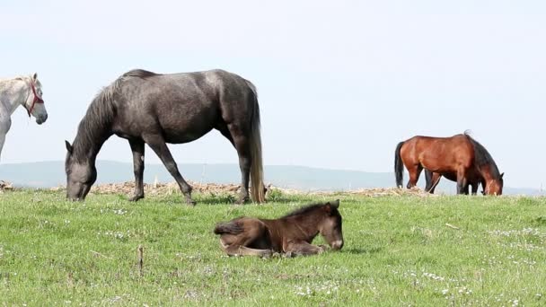 Fohlen und Pferde auf der Weide — Stockvideo