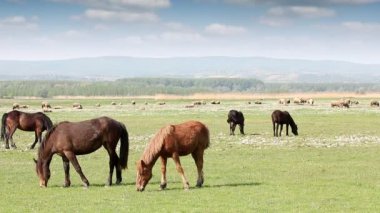 At ve koyun mera üzerinde