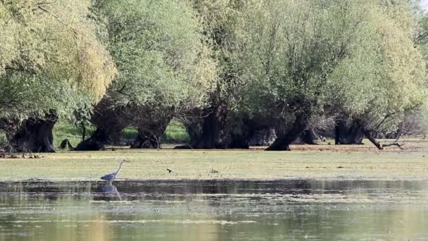 Grey heron walking in swamp — Stock Video