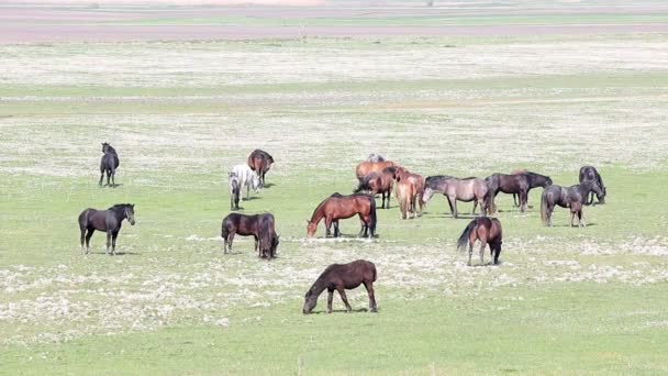 Стадо коней на пасовищі сільський пейзаж — стокове відео