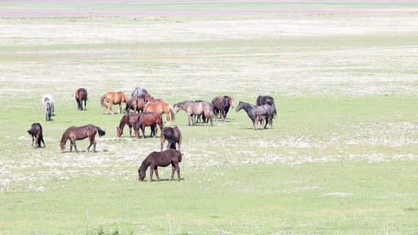 Kudde van paarden op de weide — Stockvideo