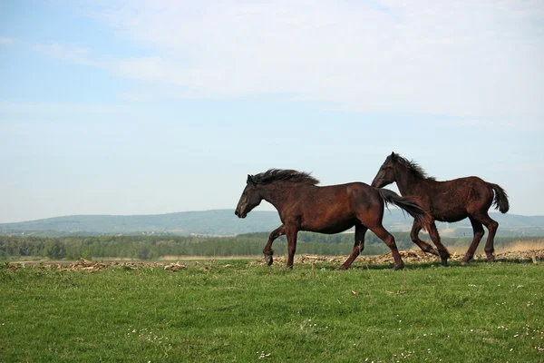 Två hästar körs på fältet — Stockfoto