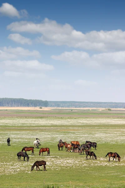 Manada de caballos en el campo paisaje rural — Foto de Stock