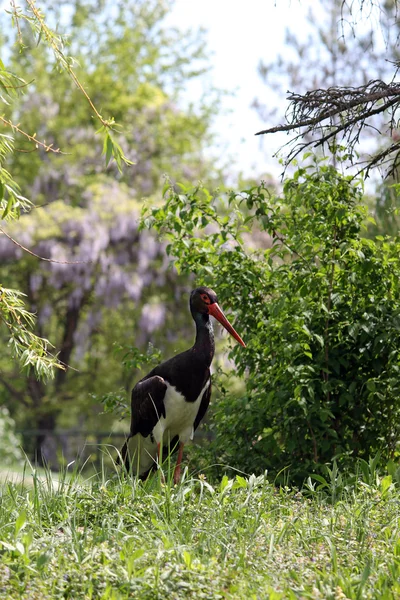 Svart stork — Stockfoto