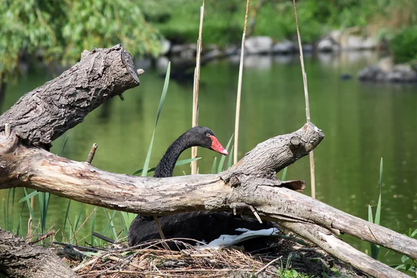 Zwarte zwaan liggend op nest — Stockfoto