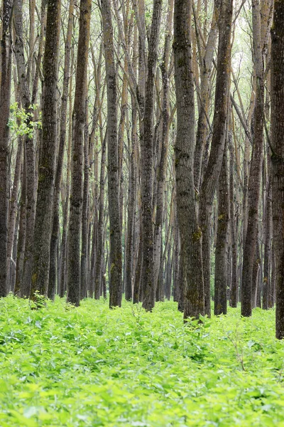 Alberi forestali e fogliame estate — Foto Stock