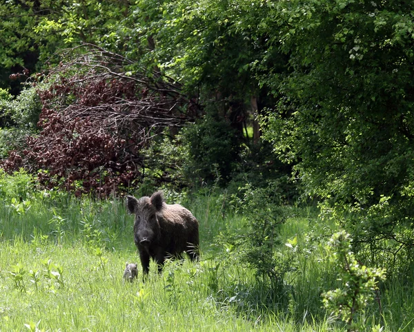 멧돼지와 숲에서 돼지 — 스톡 사진