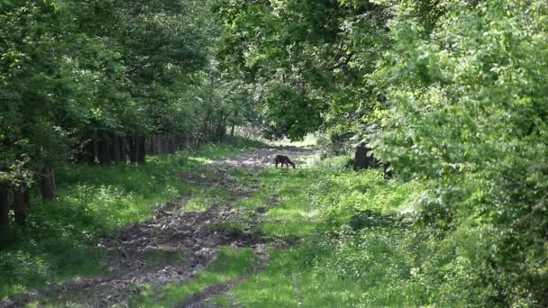 Doe v lesní přírody — Stock video