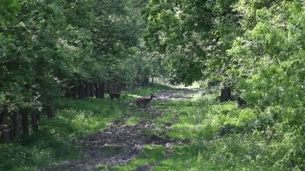 DOE працює в лісі — стокове відео