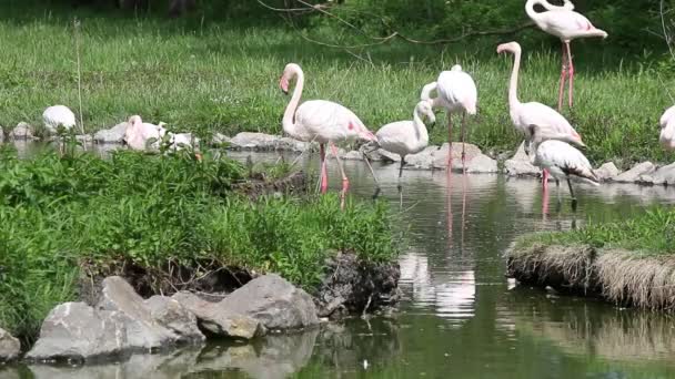 Flock av flamingos i damm — Stockvideo