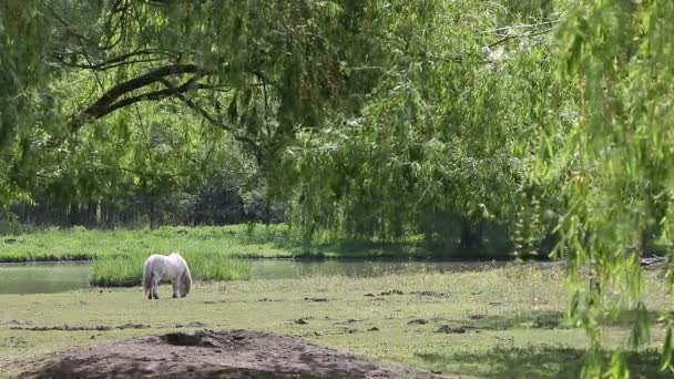 Pony horse on pasture — Stock Video