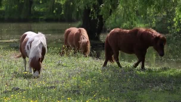 Pony Pferde auf der Weide — Stockvideo