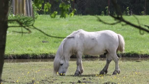 Pâturage à cheval poney blanc 