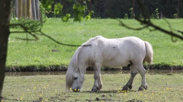 Cavallo pony bianco al pascolo — Video Stock