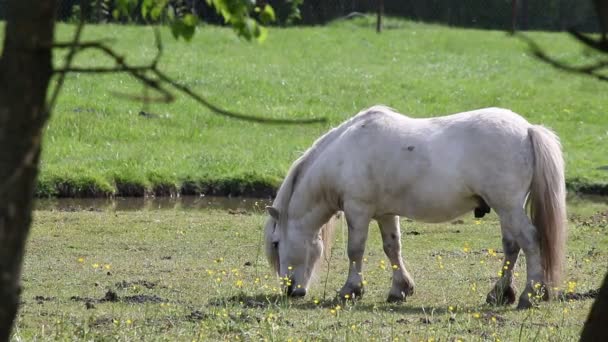 Cheval de poney blanc sur pâturage 