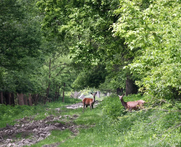 Dos ciervos en la naturaleza del bosque vida silvestre —  Fotos de Stock