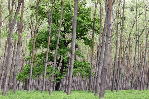 Alberi verdi della foresta e fogliame estate — Foto Stock