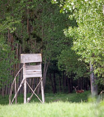 ormandaki geyik ve avcılar Kulesi