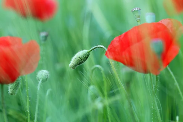Haşhaş çiçek çayır closeup yaz sezonu — Stok fotoğraf