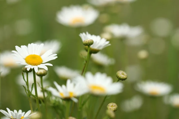 Witte wilde bloemen zomerseizoen — Stockfoto