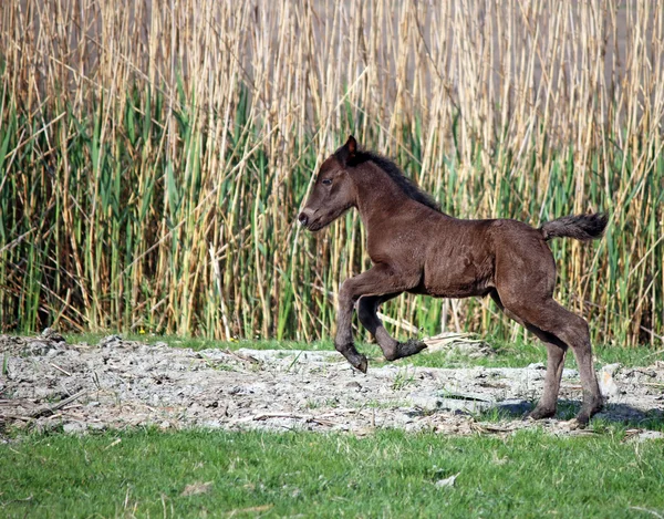 Puledro bruno che corre sul campo — Foto Stock