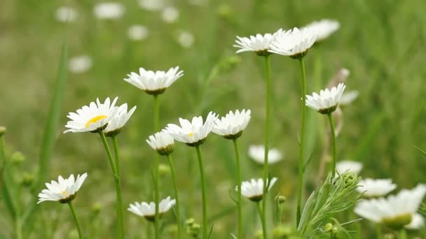 Weiße Wildblumen Natur — Stockvideo