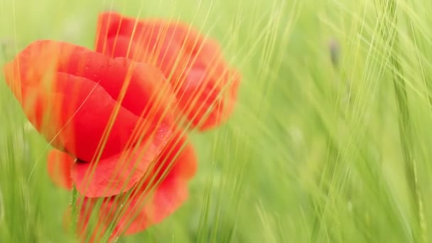 Flor de amapola en primer plano campo de cebada verde — Vídeos de Stock