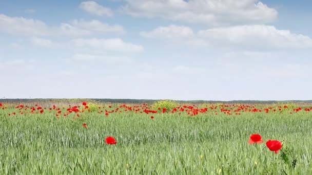 Flores de amapola en paisaje de campo de trigo verde — Vídeo de stock