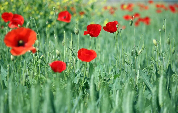 Tło czerwone kwiaty maku natura — Zdjęcie stockowe