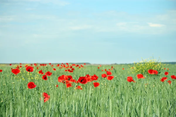 Red poppy flowers in green wheat field landscape — Stock Photo, Image